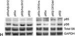 Mouse IgG (H+L) Cross-Adsorbed Secondary Antibody in Western Blot (WB)