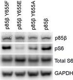 Mouse IgG (H+L) Cross-Adsorbed Secondary Antibody in Western Blot (WB)