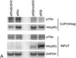 Mouse IgG (H+L) Cross-Adsorbed Secondary Antibody in Western Blot (WB)