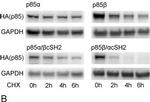 Mouse IgG (H+L) Cross-Adsorbed Secondary Antibody in Western Blot (WB)