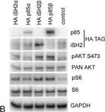 Mouse IgG (H+L) Cross-Adsorbed Secondary Antibody in Western Blot (WB)