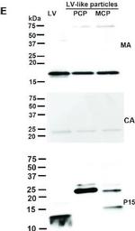 Rabbit IgG (H+L) Secondary Antibody in Western Blot (WB)