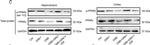 Rabbit IgG (H+L) Secondary Antibody in Western Blot (WB)