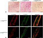 Calsequestrin Antibody in Immunocytochemistry (ICC/IF)