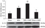 IL-10 Antibody in Western Blot (WB)