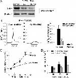 Calcium Sensing Receptor Antibody in Western Blot (WB)