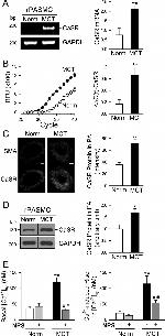 Calcium Sensing Receptor Antibody in Western Blot, Immunohistochemistry (Paraffin) (WB, IHC (P))