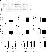 Claudin 1 Antibody in Western Blot (WB)