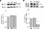 Phospholamban Antibody in Western Blot (WB)