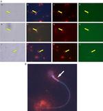 TYRO3 Antibody in Immunocytochemistry (ICC/IF)