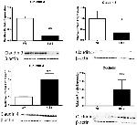 Claudin 4 Antibody in Western Blot (WB)