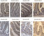 Claudin 4 Antibody in Immunohistochemistry (IHC)