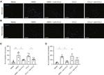 MCP-1 Antibody in Neutralization (Neu)