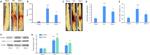 ICAM-1 Antibody in Western Blot (WB)