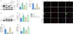 LAMP-2A Antibody in Immunocytochemistry (ICC/IF)