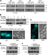 c-Myc Antibody in Western Blot, Immunoprecipitation (WB, IP)