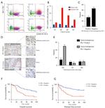 CD45 Antibody in Flow Cytometry (Flow)