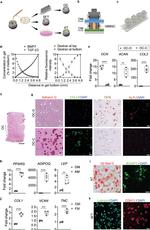 CDH11 Antibody in Immunohistochemistry (IHC)