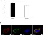 LGR5 Antibody in Immunocytochemistry (ICC/IF)