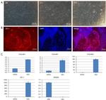 ZO-1 Antibody in Immunocytochemistry (ICC/IF)