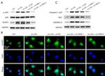 NLRP3 Antibody in Western Blot, Immunocytochemistry (WB, ICC/IF)