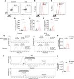 CD11c Antibody in Flow Cytometry (Flow)