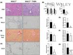 Cytokeratin 19 Antibody in Immunohistochemistry (IHC)