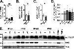 MUC1 Antibody in Western Blot (WB)