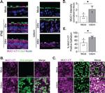 MUC1 Antibody in Immunocytochemistry (ICC/IF)