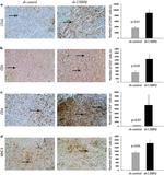 MHC Class II (I-A/I-E) Antibody in Immunohistochemistry (IHC)