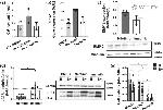 BMP-2 Antibody in Western Blot (WB)