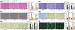 Survivin Antibody in Immunohistochemistry (IHC)