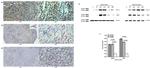 ROR gamma (t) Antibody in Western Blot (WB)