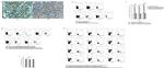 CD11c Antibody in Flow Cytometry (Flow)