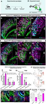 GNAO1 Antibody in Immunohistochemistry (IHC)