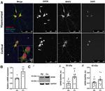 MAP2 Antibody in Immunocytochemistry (ICC/IF)