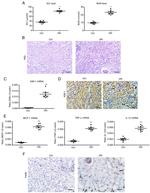 CD365 (TIM1) Antibody in Immunohistochemistry (IHC)