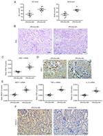 CD365 (TIM1) Antibody in Immunohistochemistry (IHC)