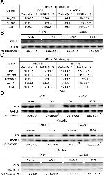 AHR Antibody in Western Blot (WB)