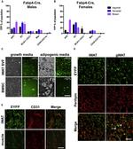 CD31 (PECAM-1) Antibody in Flow Cytometry (Flow)