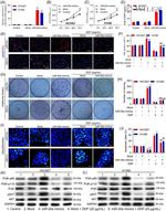 AKT1 Antibody in Western Blot (WB)