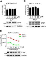 GAPDH Antibody in Western Blot (WB)