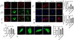 Cardiac Troponin T Antibody in Immunocytochemistry (ICC/IF)