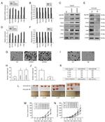 SOX9 Antibody in Western Blot (WB)