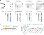 TMPRSS2 Antibody in Western Blot (WB)