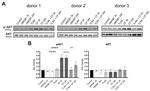 CD284 (TLR4) Antibody in Neutralization (Neu)