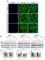 CD284 (TLR4) Antibody in Neutralization (Neu)