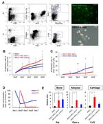 CD45 Antibody in Flow Cytometry (Flow)