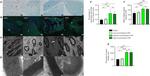 NEFH Antibody in Immunohistochemistry (IHC)