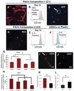 CD144 (VE-cadherin) Antibody in Flow Cytometry (Flow)